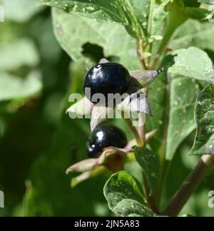 Tollkirsche, Atropa Bella-Donna, hat schwarze Beeren und ist eine Gift-und Heilpflanze. Tödlicher Nachtschatten, Atropa bella-Donna, hat schwarze Beeren und ich Stockfoto