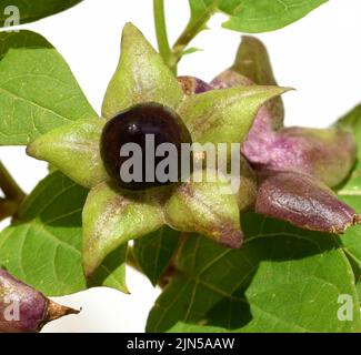 Tollkirsche, Atropa Bella-Donna, hat schwarze Beeren und ist eine Gift-und Heilpflanze. Tödlicher Nachtschatten, Atropa bella-Donna, hat schwarze Beeren und ich Stockfoto