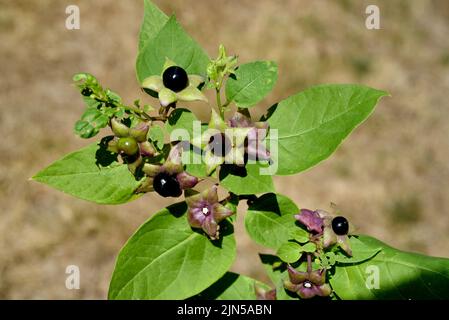 Tollkirsche, Atropa Bella-Donna, hat schwarze Beeren und ist eine Gift-und Heilpflanze. Tödlicher Nachtschatten, Atropa bella-Donna, hat schwarze Beeren und ich Stockfoto