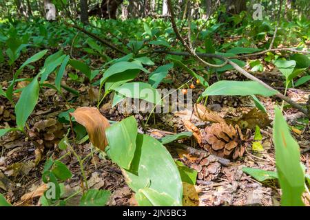 Nahaufnahme der Maiglöckchen (Convallaria majalis), Blätter und Früchte auf dem Waldboden im Sommer, Sopron-Gebirge, Sopron, Ungarn Stockfoto