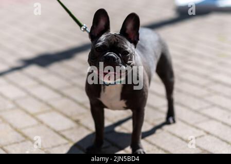 Französische Bulldogge, in der Stadt, an der Leine. Hochwertige Fotos Stockfoto