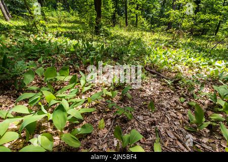 Maiglöckchen (Convallaria majalis) Blätter im Sommer auf dem Waldboden, Soprongebirge, Sopron, Ungarn Stockfoto