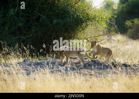 Der Stolz der Löwen (Panthera leo) ruht im Schatten eines Busches. Chobe National Park, Botswana, Afrika Stockfoto