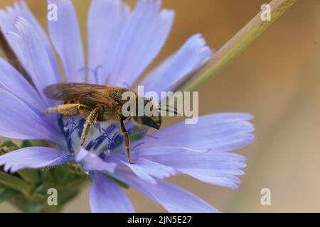 Detailreich farbener Coseup auf einer weiblichen großen gebänderten Furchenbiene, Halictus scabiosa in einer blauen wilden Zichorie, Cichorium intybus, Blume Stockfoto