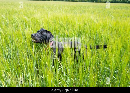 Happy labrador spielt im grünen Feld der reifenden Gerste Stockfoto
