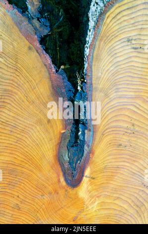 Ringförmige Ringe am kürzlich gefällten Baumstamm Stockfoto