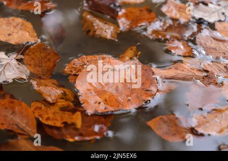 Braune Blätter der Gemeinen Buche (Fagus sylvatica) in einer Wasserpfütze in einem Wald im Herbst in Deutschland Stockfoto