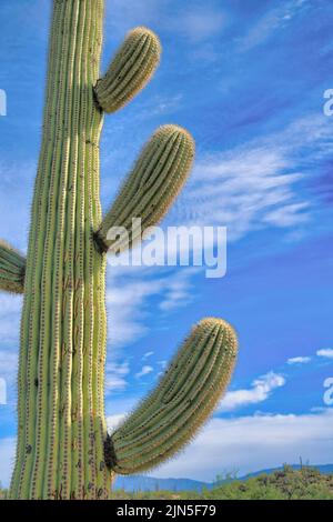 Nahaufnahme eines saguaro Kaktus mit vier Armen im Sabino Canyon State Park in Tucson, Arizona. Saguaro Kaktus vor dem Hintergrund des Himmels. Stockfoto