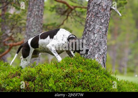 Hund englisch Zeiger läuft im Wald Stockfoto