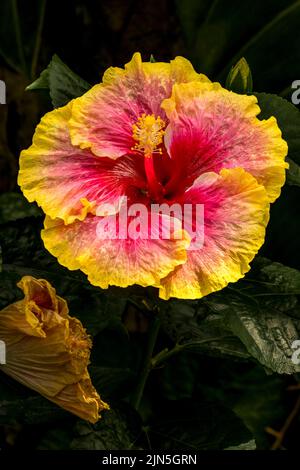 Chinesischer Hibiskus, Rosa Sinensis, Einfache Freuden Stockfoto