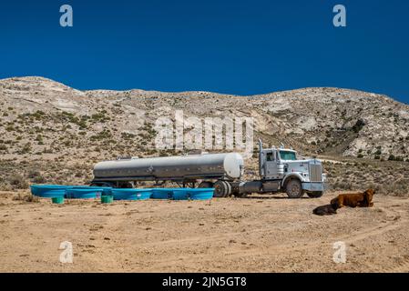 Wassertanker-Sattelschlepper, der Wasser an Rinder in der Water Gap Area, Great Basin Desert, Basin und Range National Monument, Nevada, USA, liefert Stockfoto