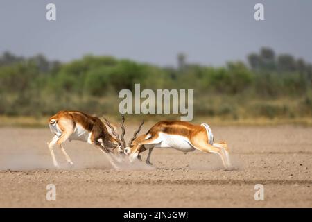 Zwei wilde männliche Schwarzbuck oder Antilope cervicapra oder indische Antilope in Aktion kämpfen mit Kraft und langen Hörnern auf offenem, natürlichem grünen Hintergrund Stockfoto