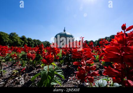 München, Deutschland. 09. August 2022. Die Sonne scheint auf blühenden Blumen im Hofgarten. Im Hintergrund sieht man den Tempel der Diana. Quelle: Sven Hoppe/dpa/Alamy Live News Stockfoto