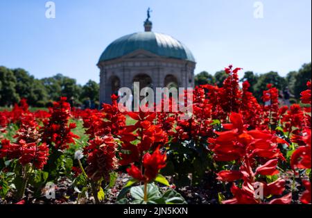 München, Deutschland. 09. August 2022. Die Sonne scheint auf blühenden Blumen im Hofgarten. Im Hintergrund sieht man den Tempel der Diana. Quelle: Sven Hoppe/dpa/Alamy Live News Stockfoto