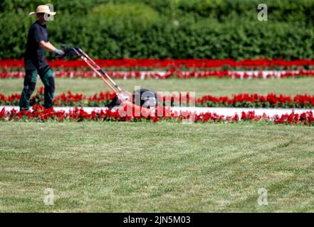 München, Deutschland. 09. August 2022. Ein Gärtner geht mit einem Rasenmäher in der Sonne durch den Hofgarten. Quelle: Sven Hoppe/dpa/Alamy Live News Stockfoto