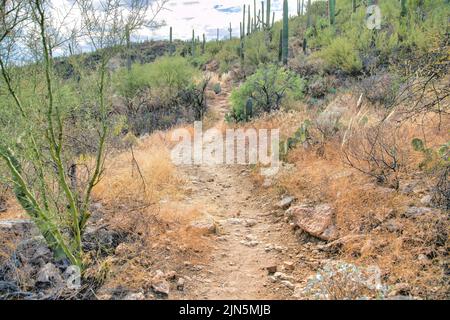 Trail auf einem Hang inmitten von Wildpflanzen und saguaro Kakteen in Tucson, Arizona. Schmale trockene Schotterpiste mit Blick auf wilde Wüstenpflanzen. Stockfoto