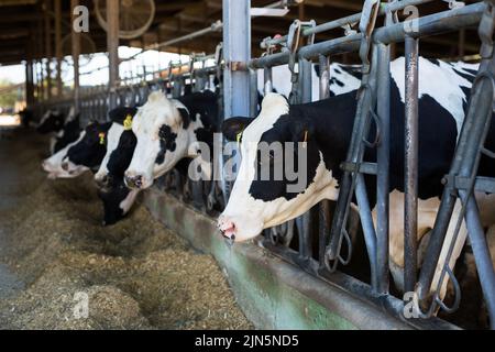 Schwarze und weiße Kühe, die Heu fressen, gucken durch den Stallzaun auf der Farm Stockfoto