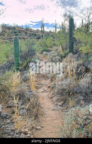 Sabino Canyon State Park Wanderweg in Tucson, Arizona. Ruhiger Naturlehrpfad mit Blick auf Kakteen und wilde Pflanzen vor dem hellen Himmel Hintergrund Stockfoto