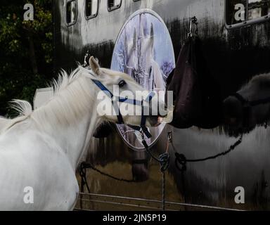 Shire spiegelt sich in Pferdewagen wider Stockfoto