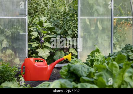 Eine Gießkanne aus Kunststoff steht vor dem Hintergrund eines Gewächshauses. Hochwertige Fotos Stockfoto