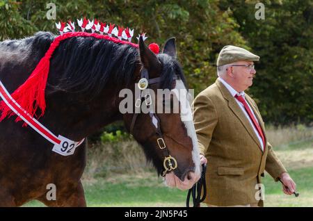 Mann führt Shire Pferd Stockfoto