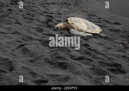 Meeresschildkröte oder eretmochelys imbricata ruhen am schwarzen Sandstrand von punaluu Stockfoto