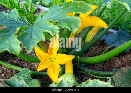 Grüner Zucchini wächst und blüht im Sommer auf dem Bauernhof Stockfoto