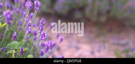 Flache Schärfentiefe große Banneransicht von Lavendelblüten. Stockfoto