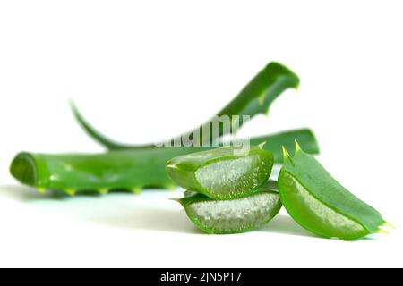 Scheibe Aloe Vera Aloe barbadensis Mill., Sternkaktus, Aloe, Aloin, Jafferabad oder Barbados ein sehr nützliches pflanzliches Arzneimittel für die Hautpflege und Haarpflege. Stockfoto
