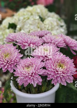 Eine vertikale Nahaufnahme von schönen rosa Dahlien in einem Eimer. Stockfoto