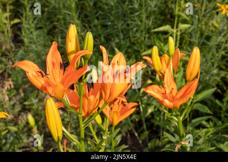 Orangene Lilie im Sommergarten. Nahaufnahme von Lilienblumen. Natürlicher floraler Hintergrund. Stockfoto