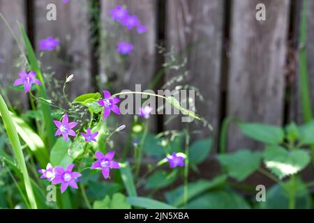 Postkartenblumen zarte violette Glocken auf dem Hintergrund eines Holzzauns an einem Sommertag. Floraler Hintergrund im rustikalen Stil. Speicherplatz kopieren Stockfoto