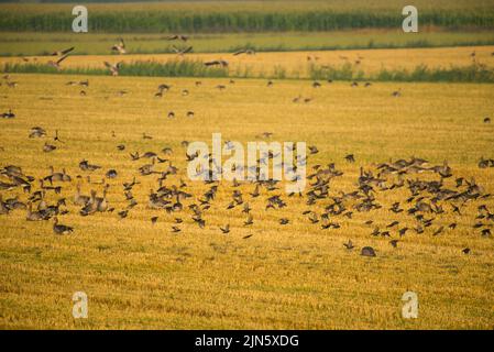 Eine Schar von Staren fliegt über ein Weizenfeld, wo Graugänse früh am Morgen Samen fressen Stockfoto