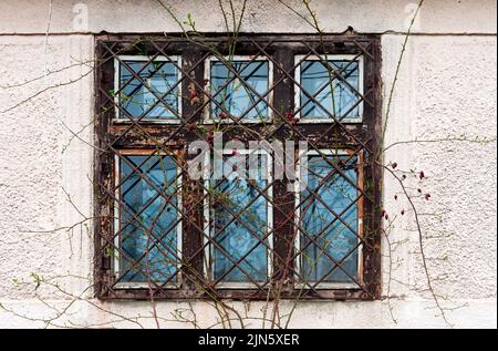 Altes Gitter an einem Fenster mit wilden Rosenzweigen Stockfoto