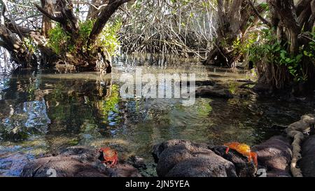 Rote Krabben auf schwarzen Felsen in Galapagos Stockfoto