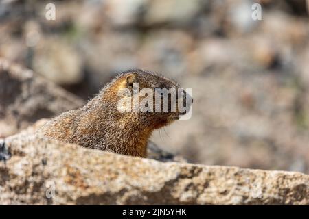 Gelbbauchmurmeltier Marmota flaviventris im Rocky Mountain National Park, Colorado, USA Stockfoto