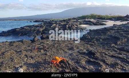 4 Rote Krabben auf schwarzen Felsen auf der Insel Fernandina, Galapagos Stockfoto