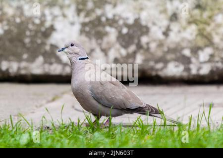 Nahaufnahme einer neugierigen Halstaube. Stockfoto