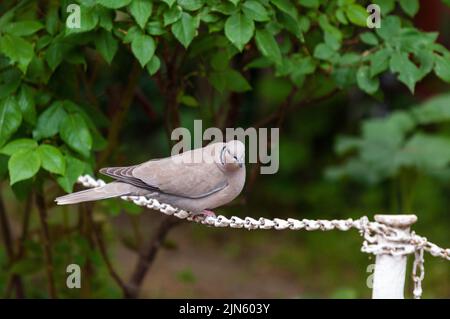 Nahaufnahme einer neugierigen Taube mit Halsband auf einer Zaunkette. Stockfoto