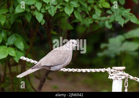 Nahaufnahme einer neugierigen Taube mit Halsband auf einer Zaunkette. Stockfoto