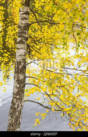 Birch tree with yellow autumn leaves Stockfoto