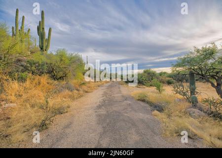 Pfad in der Nähe des Campingplatzes und Hang mit Saguaros am Sabino Canyon State Park in Tucson, AZ. In der Mitte befindet sich ein unbefestigte Pfad in der Nähe des Abhangs auf dem Stockfoto