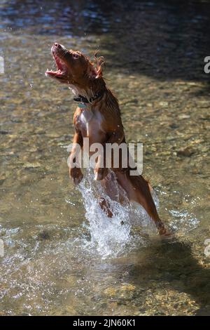 Ein Cockerspaniel, der im Sommer 2022 im Fluss, Großbritannien, spielt Stockfoto