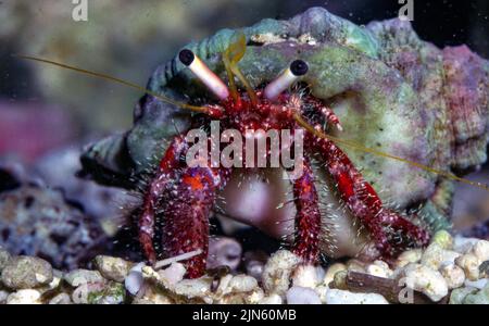 Haarige rote Einsiedlerkrebe (Dardanus lagopodes). Stockfoto