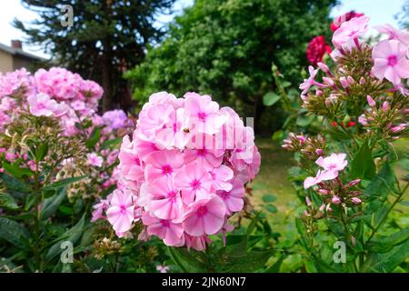 Purple Hortensia, Berlin, Deutschland Stockfoto