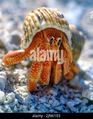 Rotland-Einsiedlerkrebs (Coenobita perlatus) aus Flinders Cay, dem Korallenmeer. Stockfoto