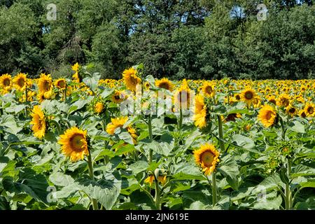 Sonnenblumenfeld im Loire-Tal in Frankreich Stockfoto