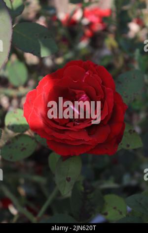 Genauer betrachtet ein roter Rosenfaden Stockfoto