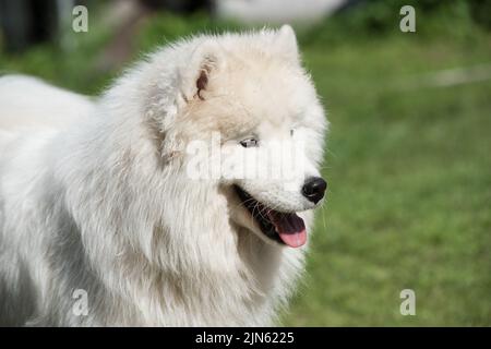 Weißer Samoyed Welpe sitzt auf dem grünen Gras. Hund in der Natur, ein Spaziergang im Park Stockfoto