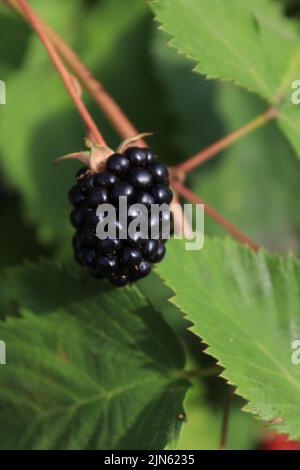 Eine Brombeerfrucht verewigt in einem natürlichen Gewicht Stockfoto